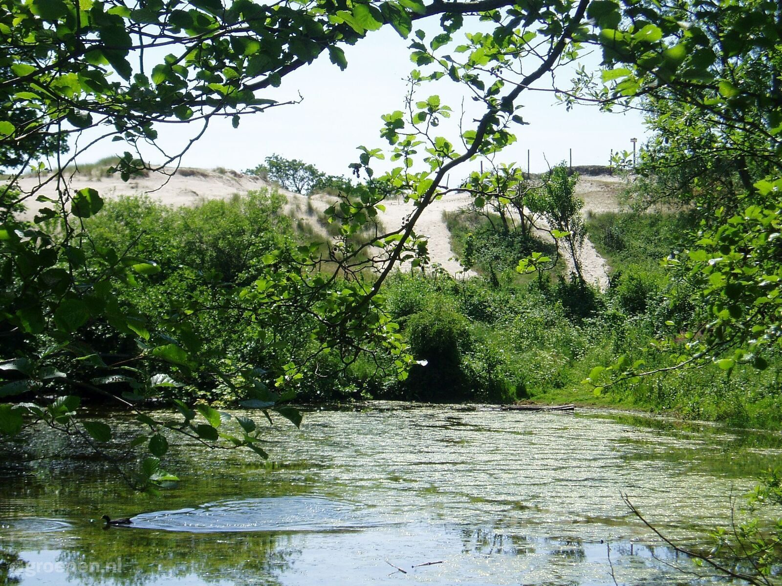 Haamstede