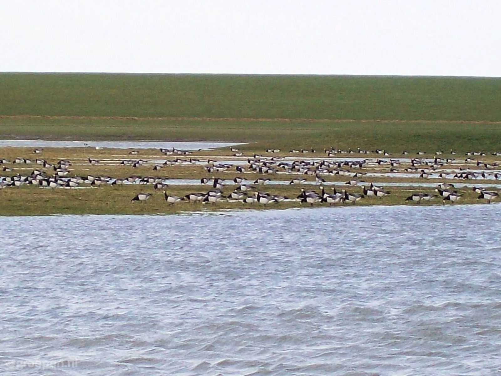 Holwerd