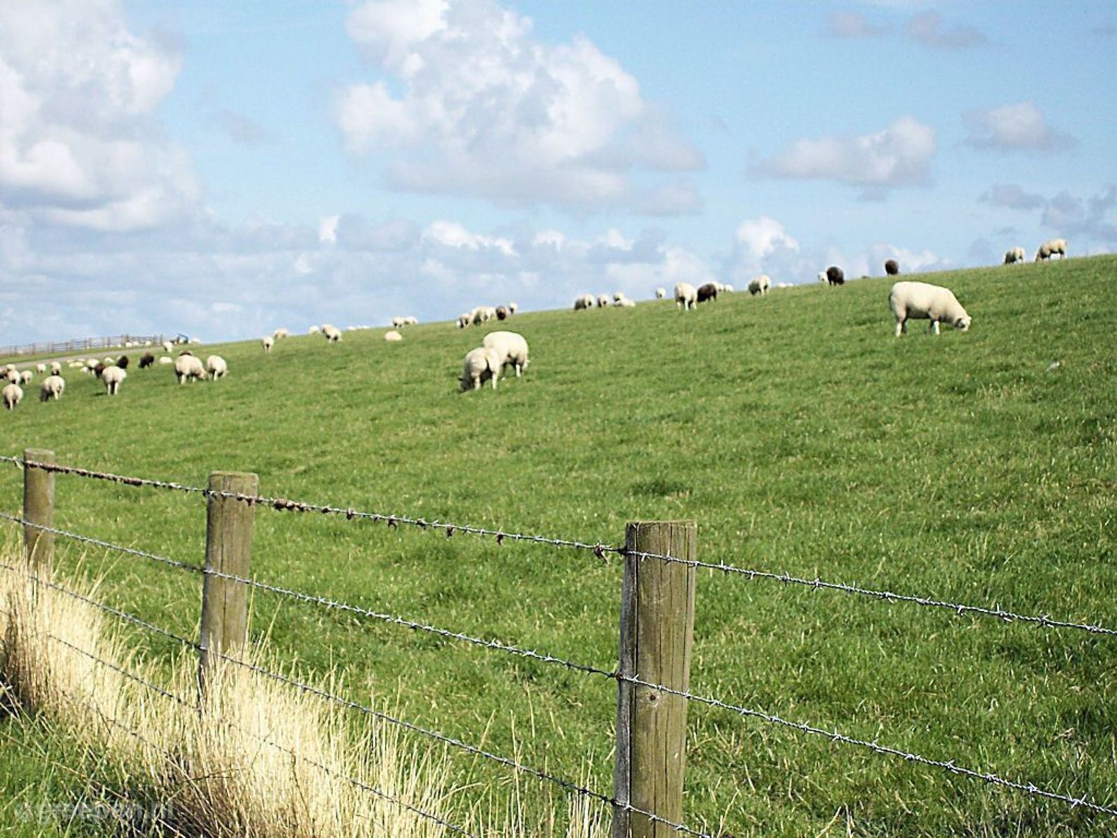 Holwerd