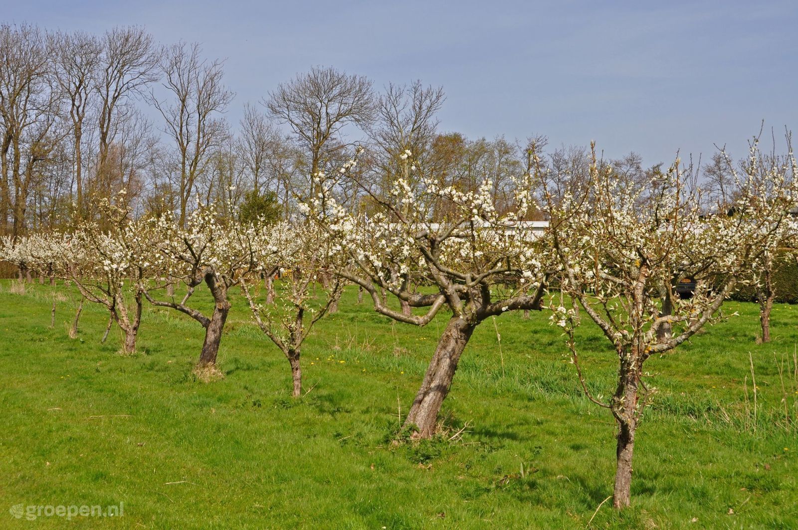 Haamstede