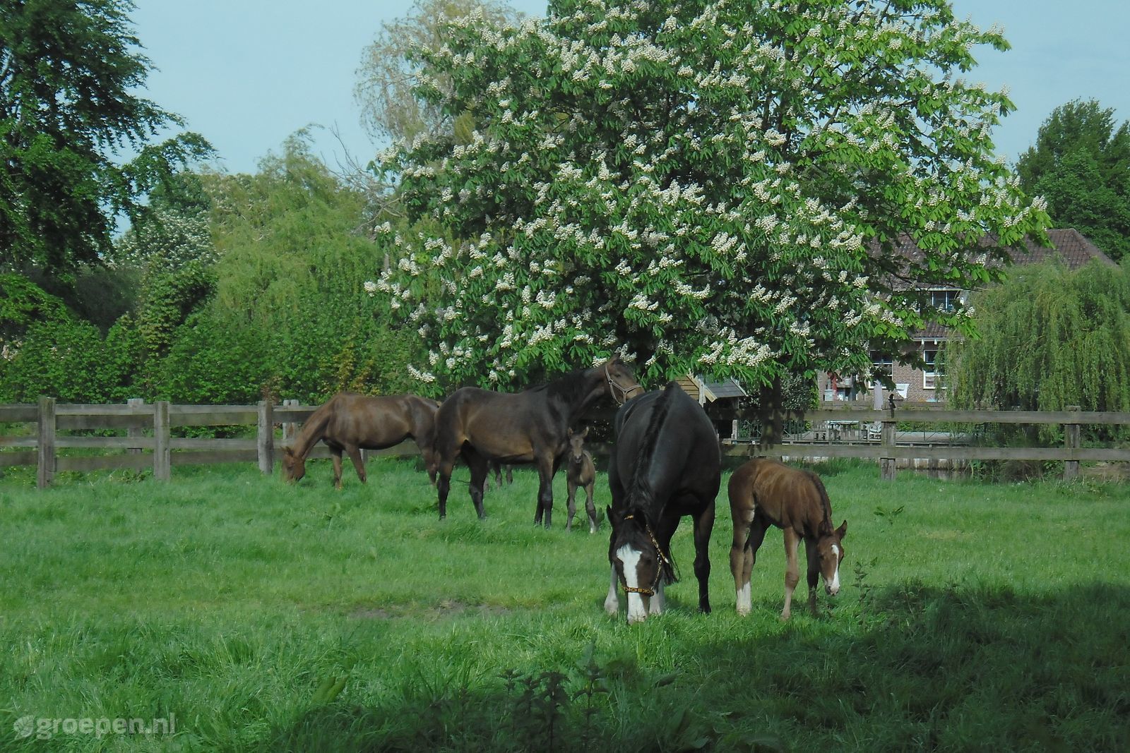 Heeswijk-Dinther