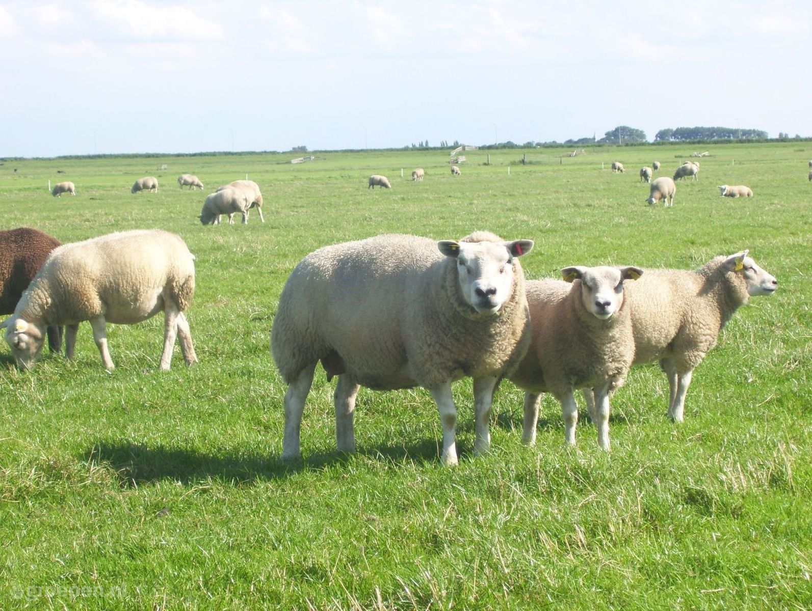 Monnickendam