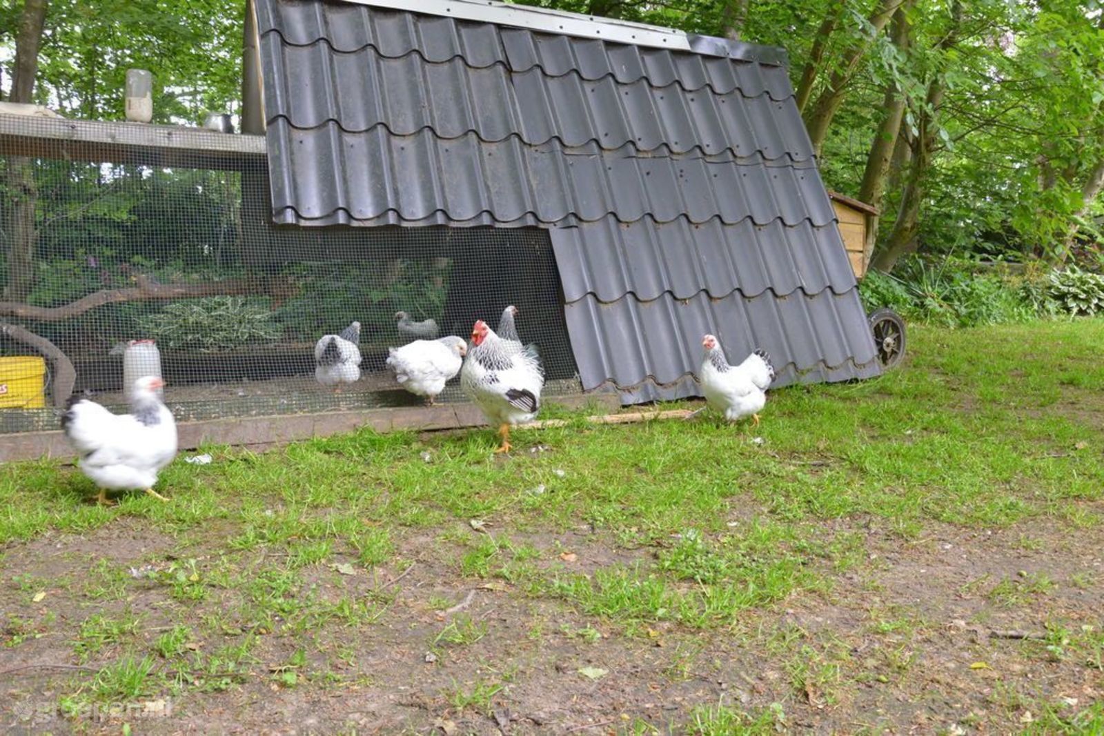 Putten