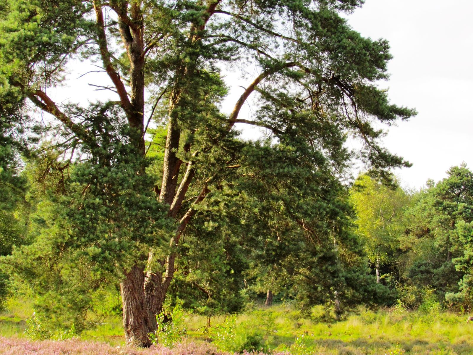 Buitenplaets de Heide Woonhuis - groot 14 persoons vakantiehuis in Twente voor actief familieweekend