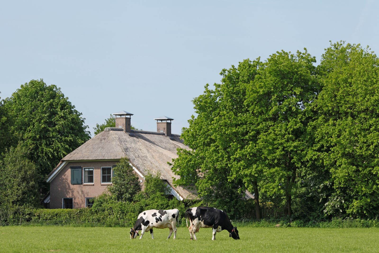 Afbeelding van Villa + Gastenverblijf de Hondsrug - luxe vakantiehuis Drenthe met hottub