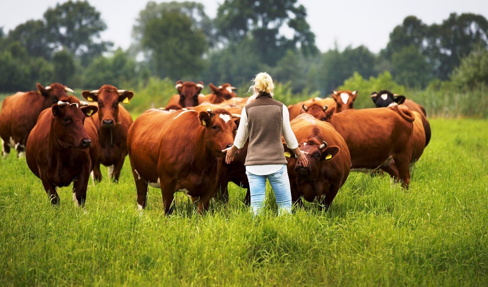 Twentse Buitenleven - Sterrenkubus in Overijssel, romantisch overnachten
