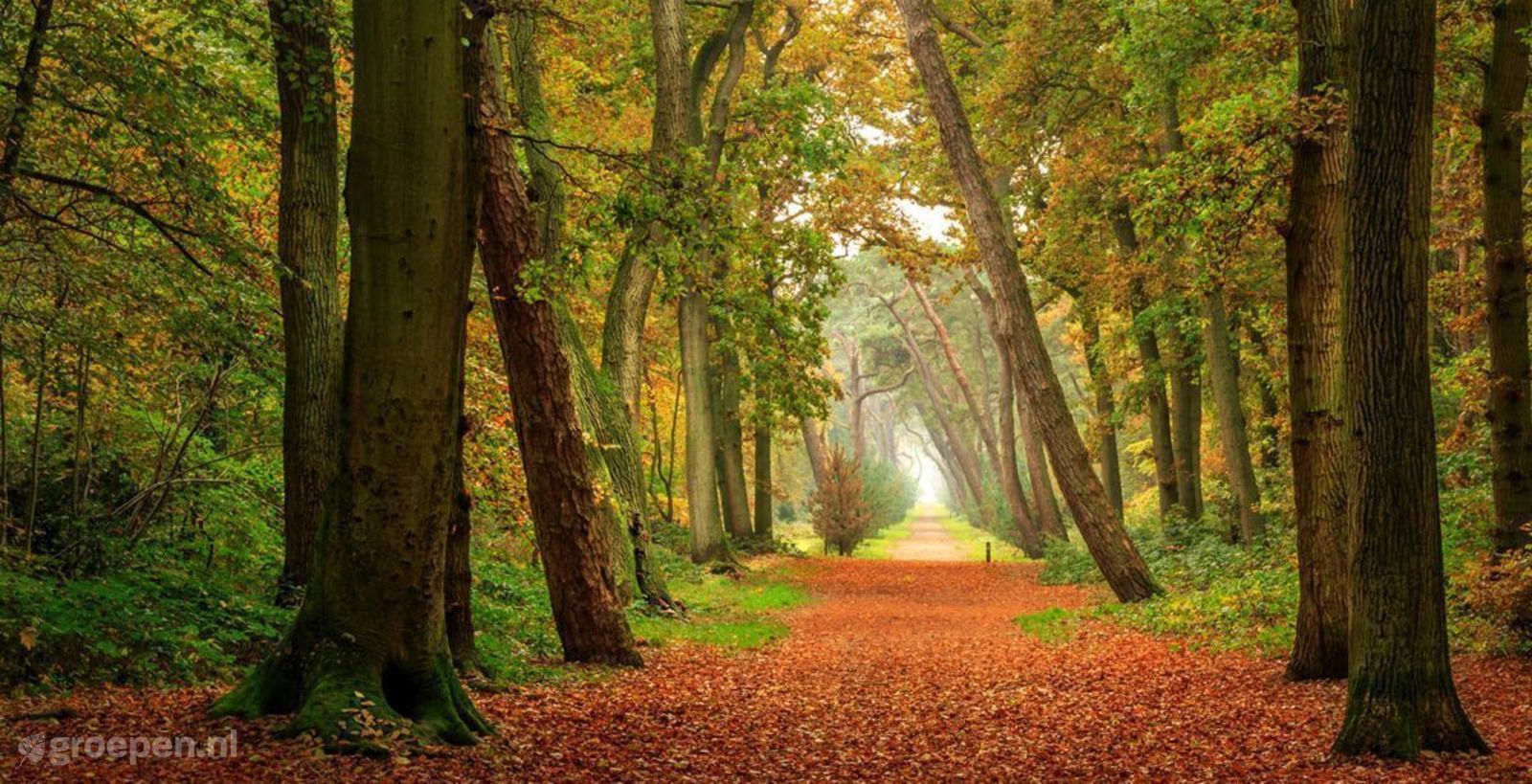 Schoorl