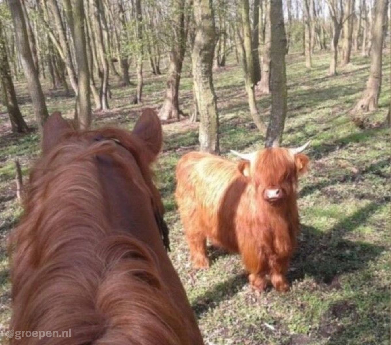 Schoorl