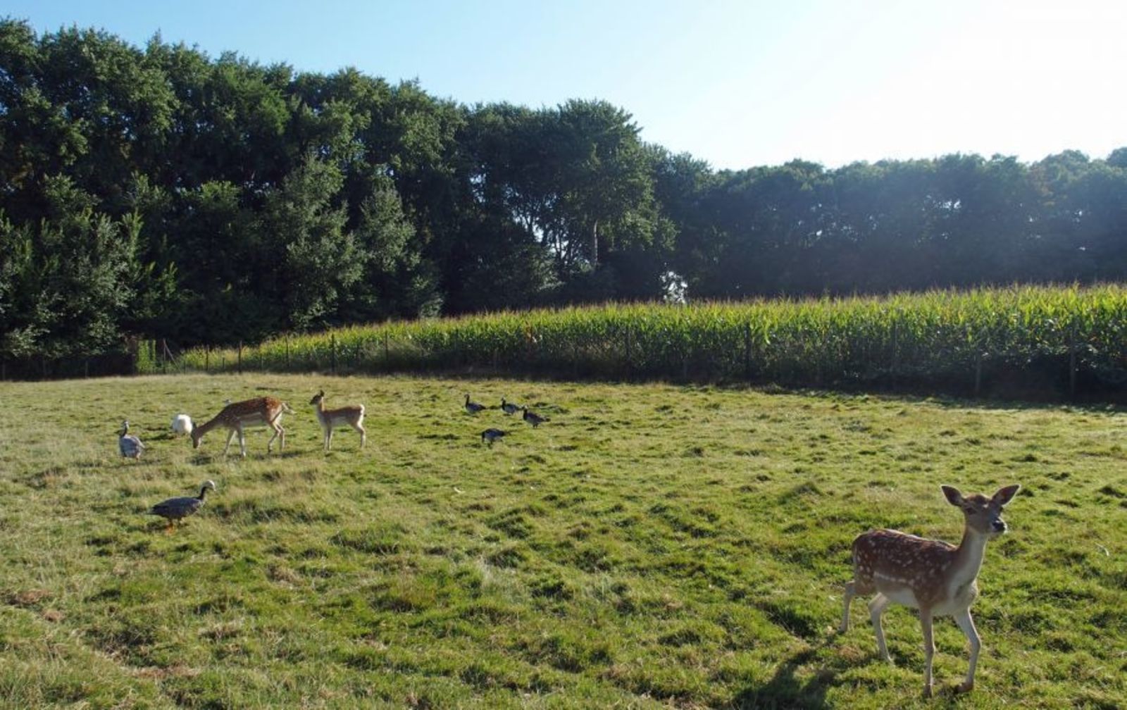 Vakantiehuis - Aagtekerkseweg 1 | Oostkapelle "Zeldenrust 6"