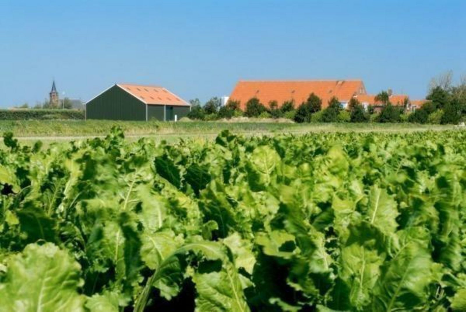 VZ213 Groepsaccommodatie Renesse