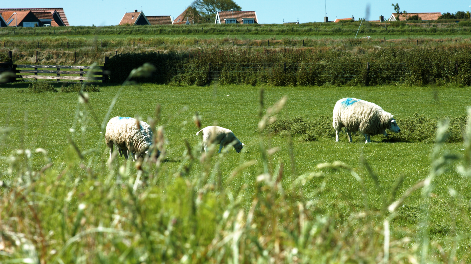 Afbeelding van Texels Landleven XL - groepsvakantiehuis met sauna en ecozwemvijver