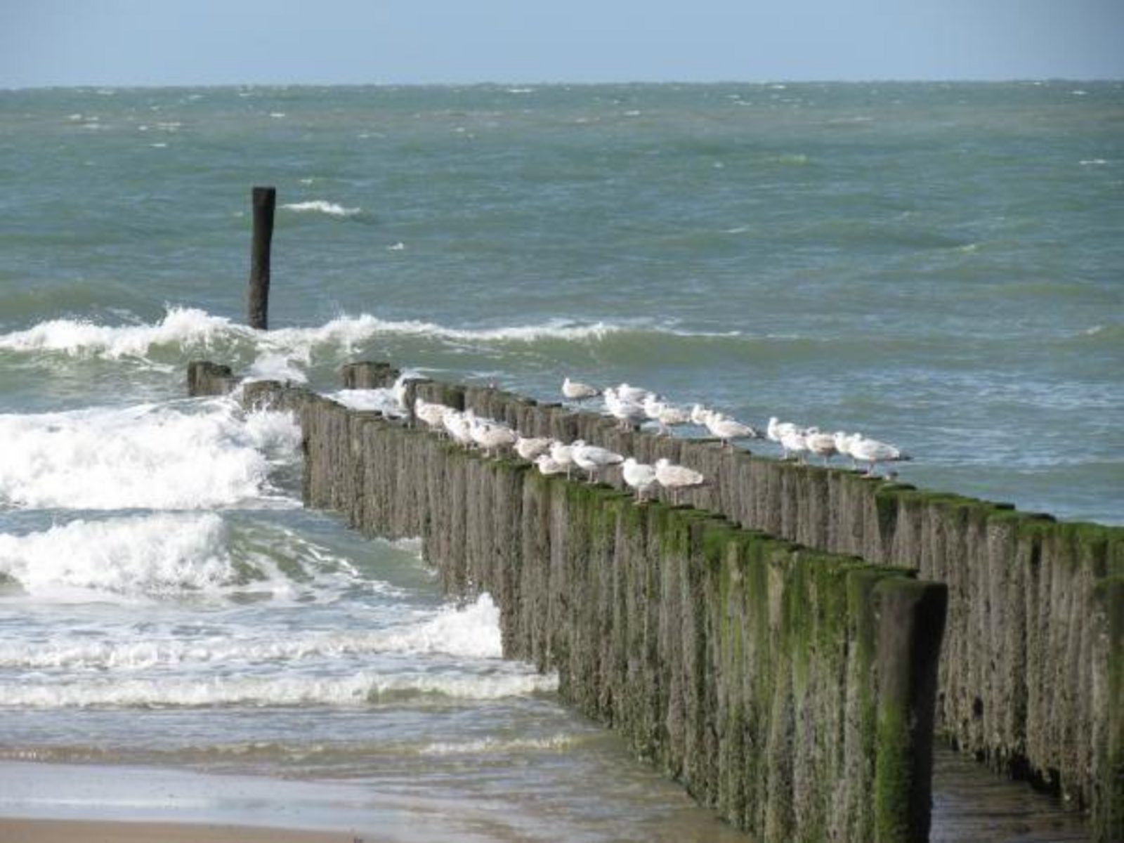 VZ305 Appartement Cadzand