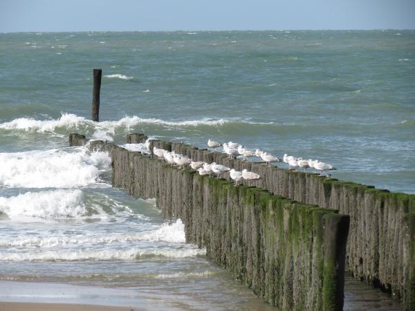 Afbeelding van VZ305 Appartement Cadzand