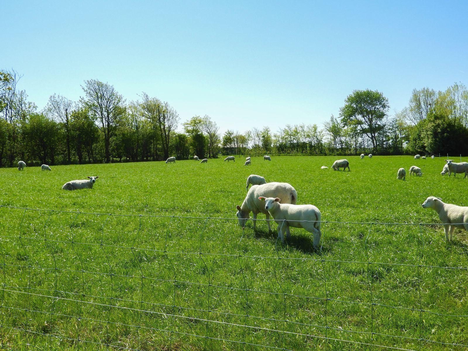 VZ666 Vakantiehuis Aagtekerke