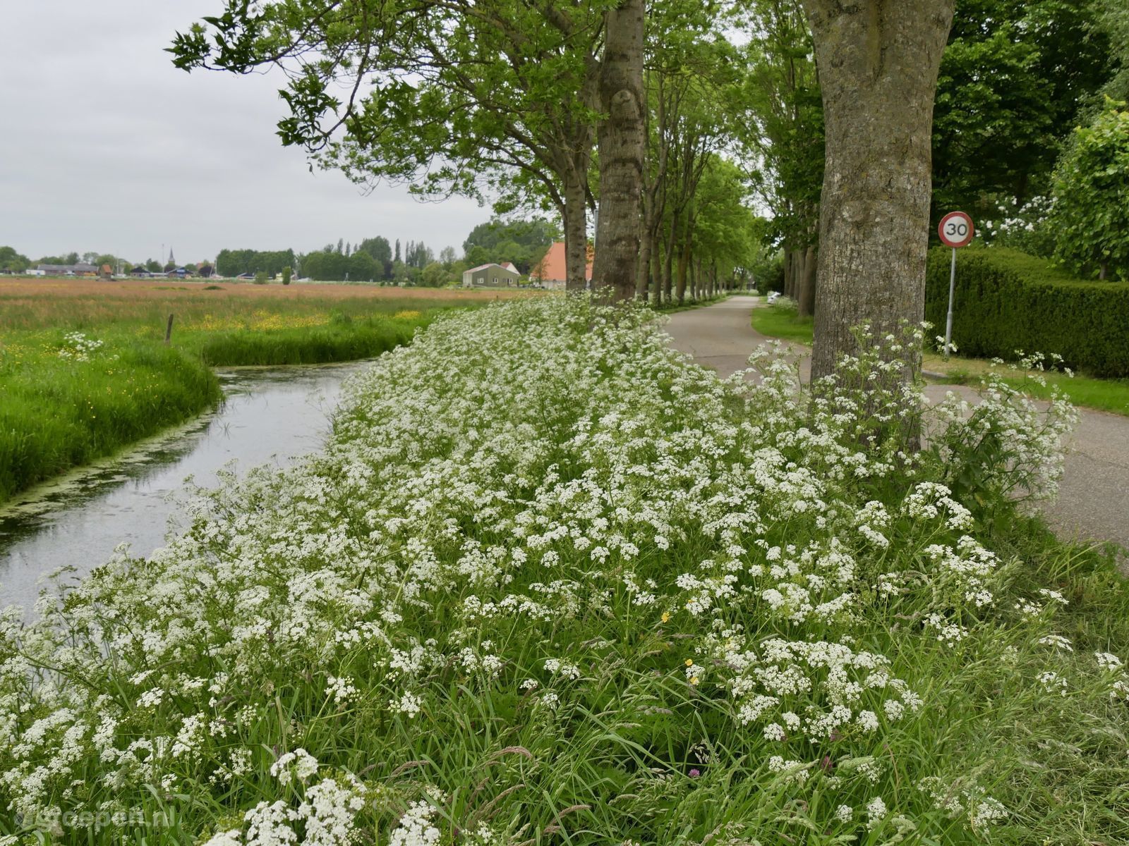 Uitwellingerga