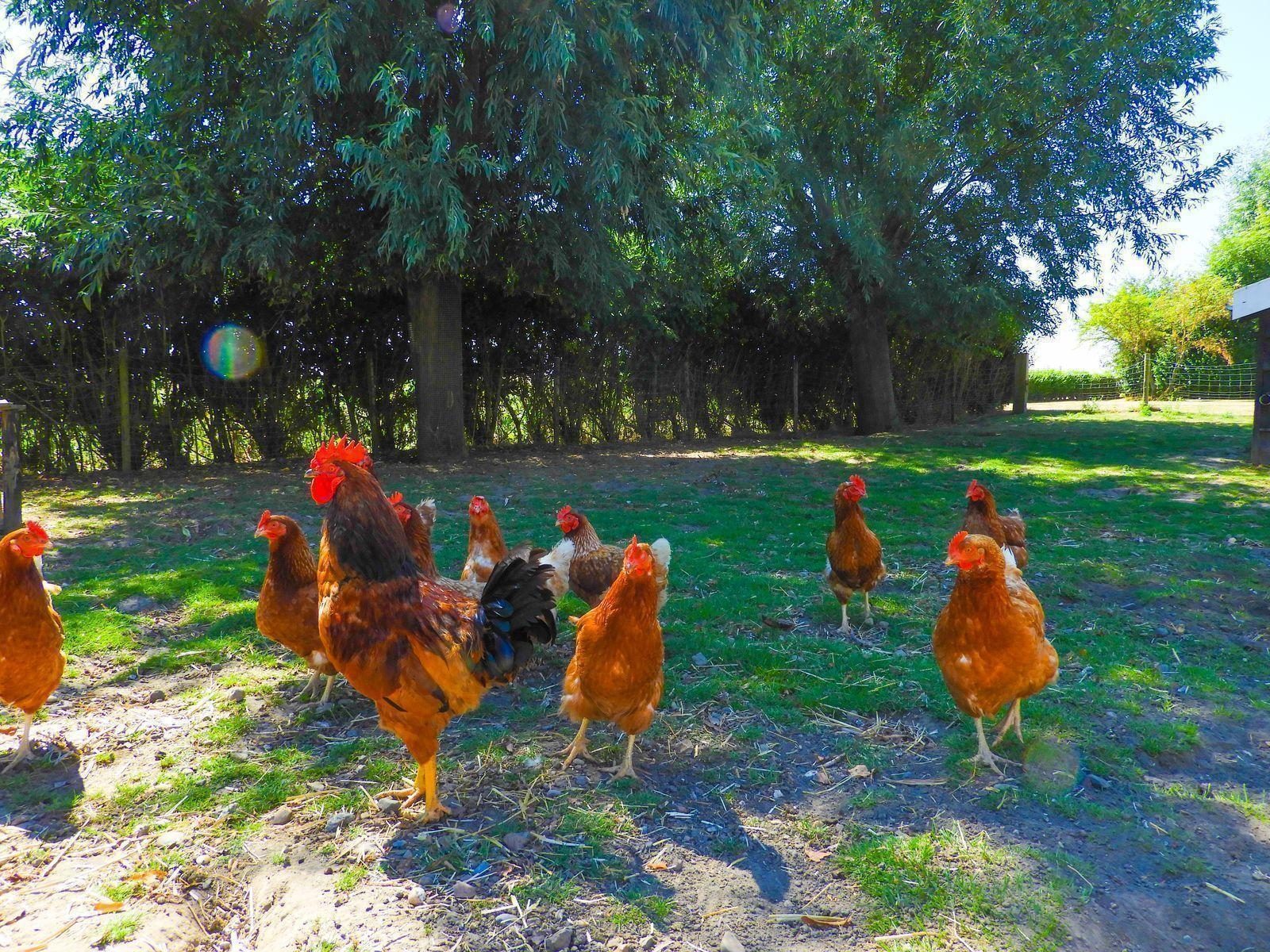 VZ595 Vakantieboerderij Borssele