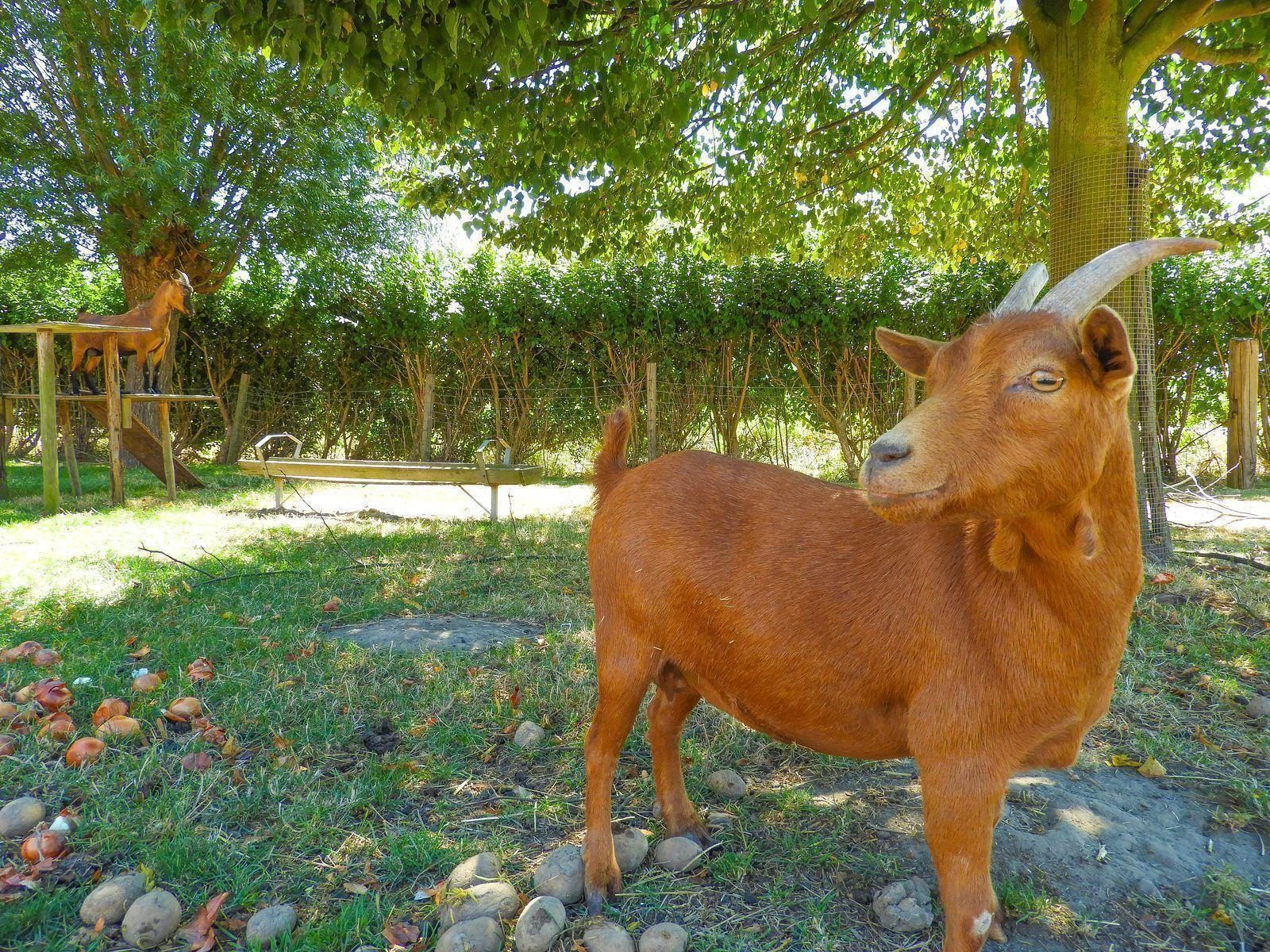 VZ595 Vakantieboerderij Borssele